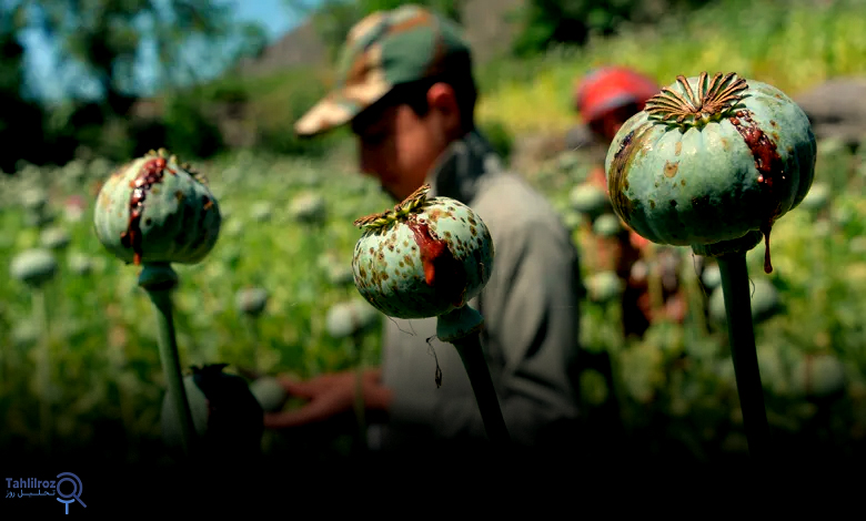 مبارزه طالبان علیه مواد مخدر