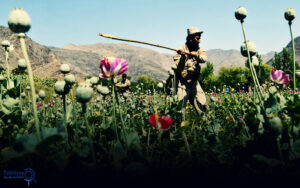 اپیدمی مواد مخدر؛ نقش امریکا و موفقیت طالبان