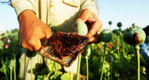 کاهش تاریخی کشت تریاک در افغانستان؛ فرصت تازه یا آغاز یک چالش نو؟