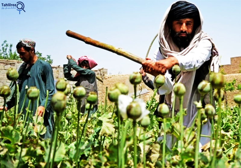 تریاک در افغانستان