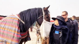 بُزکشی در کابل؛ آزمون عینی امنیت و بازگشت افغانستان به فضای عمومی جهان