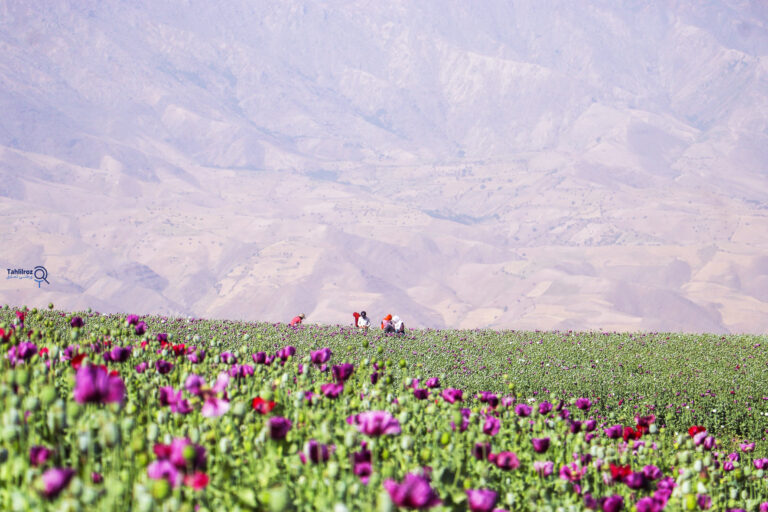 کوکنارو